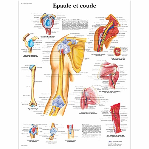 3B Scientific VR2170L Planche Anatomique, Epaule et Coude