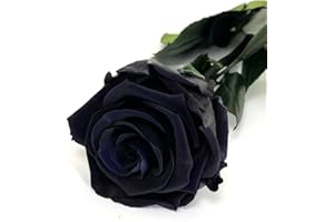 Mundo Eterno Rosa Eterna Preservada 35cm Negra