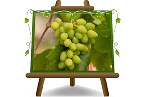 EURO PLANTS VIVAI Vite Vittoria - Pianta da Frutto Antico su Vaso ø 20 cm - Altezza 150~170 cm - Età 2 Anni