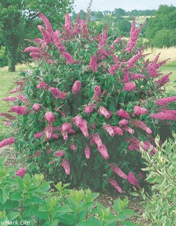 Beetpflanzen (Buddleja rot (Sommerflieder)