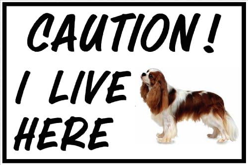 I LIVE HERE Cavalier King Charles Spaniel sign on Dibond suitable for outdoor use can be screwed to walls/gates
