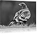 Produktbild Einsamer Falke mit braunem Gefieder Kunst B&W, Format: 80x60 auf Leinwand, XXL riesige Bilder fertig gerahmt mit Keilrahmen, Kunstdruck auf Wandbild mit Rahmen, günstiger als Gemälde oder Ölbild, kein Poster oder Plakat