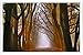 Produktbild Metall Poster Blechschilderplatte Blechschild Plakat #16537 Sunlit Alley Among The Trees Retro Weinlese Kunstdrucke by hamgaacaan (20x30cm)