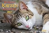 DuMonts Katzenkalender 2017 - Broschürenkalender - Wandkalender - mit Schulferienterminen - Format 42 x 29 cm: mit kurzweiligen Katzengeschichten by Jette Jorjan, Max Galli