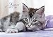 Katzen 2017 - Cats - Bildkalender (42 x 60 geöffnet) - Tierkalender by