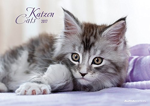 Katzen 2017 - Cats - Bildkalender (42 x 60 geöffnet) - Tierkalender