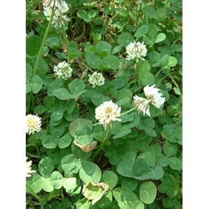 Samen Kleeblatt weiß zu säen für Schildkröten oder Garten 100Gramm