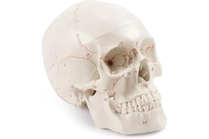 MEDARCHITECT Anatomiczny model naturalnej wielkości ludzkiej czaszki ulepszony za pomocą najnowszych laserowo grawerowanych czcionek, bez odręcznego pisania, bez zadziorów dla studentów medycyny