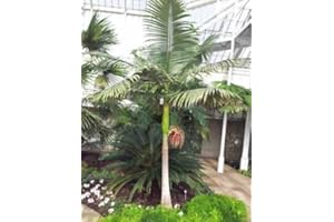 SVI Archontophoenix cunninghamiana Roi Palm 10 graines