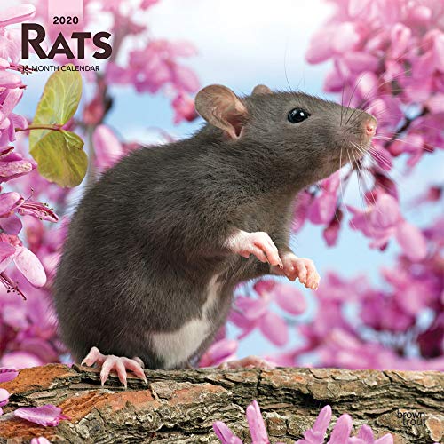 Télécharger Rats 2020 Calendar livre En ligne