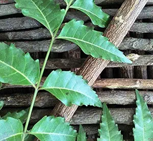 Lata || NEEM - Datun|Twig|Datwan|Stick (for overall DENTAL care) || 50 pcs.