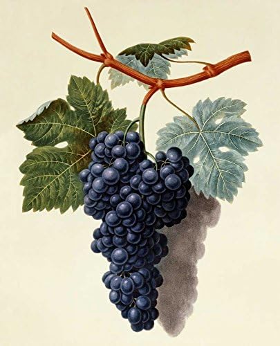 Black Muscadine Grapes - Fine Art Print on Fine Art Canvas - PRINT ON Canvas ONLY -NO FRAME - Image size is 13 x 16 inches Inch