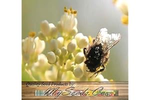 SVI (50) Abeille-abeille Arbre, Tetradium Daniellii, Evodia daniellii arbre Graines