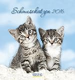 Schmusekatzen 2016: aufstellbarer Postkartenkalender by 