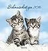 Schmusekatzen 2016: aufstellbarer Postkartenkalender by 