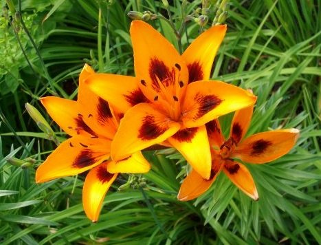 Lilium - Lilie " Easy Samba " (1) pollenfrei