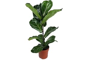 GARDEN CENTER SHOP BY VM PLANTA NATURAL FICUS LYRATA M17 100CM PARA INTERIOR DEL HOGAR