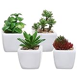 Trae la belleza y suculenta blancos follaje de las plantas en su espacio sin el lío o mantenimiento.