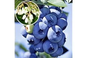 VIVAI VALTELLINA 10 X MIRTILLO GIGANTE AMERICANO 2 ANNI PIANTE 50-70 CM