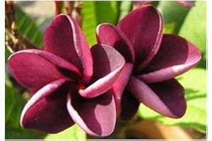 EXOTIC PLANTS Plumeria rubra Mai Thai - Frangipani - 3 graines