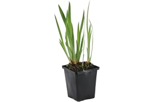 Bloomique - Iris Kaempferi - Giaggiolo Giapponese - Viola - Pianta Acquatica - Pianta da Stagno - Resistente al Freddo - Alta 20-30 cm - Vaso 9 cm