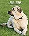 Price comparison product image 2019 - 2020 | 18 Month Weekly & Monthly Planner July 2019 to December 2020: Anatolian Shepherd Dog Pets Canine Vol 21 Monthly Calendar with U.S./UK/ ... Holidays– Calendar in Review/Notes 8 x 10 in.
