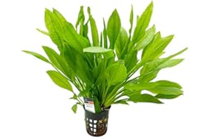 Aqua Essentials Echinodorus bleheri XL