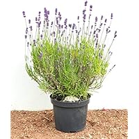 Violettblühender Lavendel Lavandula angustifolia im 2-3L Topf gewachsen