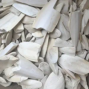 Cuttlefish Bone, Bird Calcium for Finches, Budgies, Conures, Lovebirds, Cockatiels, African Grey, Macaws, Cockatoo, Eclectus (220 GM)