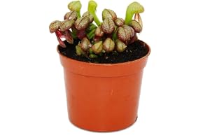 Köttätande växt kobralilja Darlingtonia californica 9 cm kruka