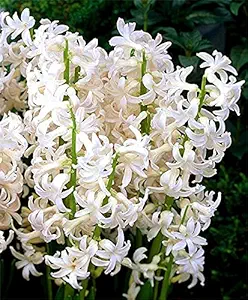 FernsFly IMP. Hyacinth Aromatic Charming Flower Bulbs Winter Flower Home Pot / Land Gardening Bulbs Blooming planting (Pack of 5 White Festival Hyacinth)