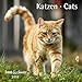 Produktbild Katzen Cats 2018 - Broschürenkalender - Wandkalender - mit herausnehmbarem Poster - Format 30 x 30 cm