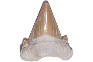 TENET - FÓSILES (DIENTE DE TIBURÓN 4-5 CM)