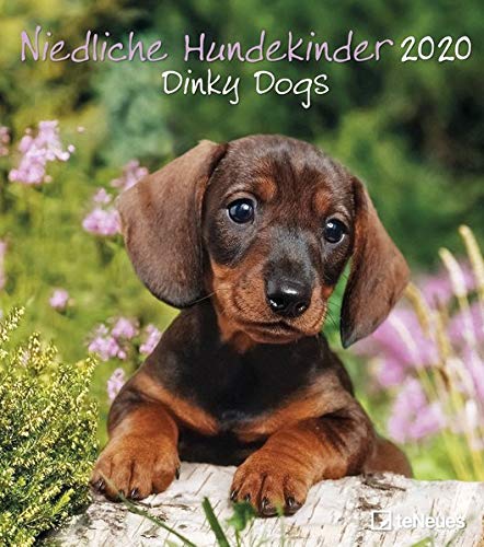 Télécharger Dinky Dogs 2020 Wall Calendar Gratuit