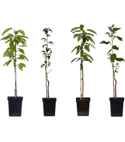 Poirier à Poiré Plant De Blanc I Pépinière En Ligne