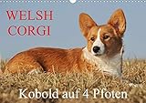 Welsh Corgi - Kobold auf 4 Pfoten (Wandkalender 2020 DIN A3 quer) by 