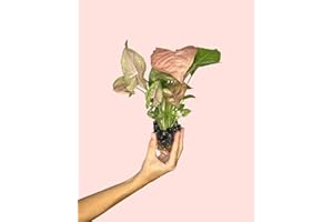 PUR PLANT Syngonium Neon Pink | Planta natural de interior rosa y compacta | Ideal para estanterías y escritorios | Maceta de Ø7 cm