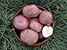 Produktbild Portal Cool Kerr & # 039; S Pink: Kerrs Rosa Saatkartoffeln - Certified Irish Seed (Klasse S) Maincrop