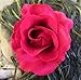 Deep Red Fabric Large Burlesque Carmen Style Flower Rose Flamenco Dancer Pin up Hair Clip Slide