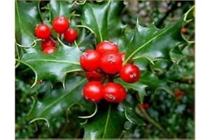 10 SEMI AGRIFOGLIO "Ilex aquifolium" SEME BONSAI