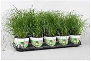 Blumen-Senf Katzengras 3 Pflanzen - Cyperus alternifolius Zumula - zur Verdauungsunterstützung von Katzen