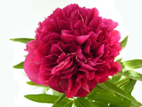 Peony Fragrance By Abbey Essentials Suitable For Soaps Candles Perfumes 10 ml