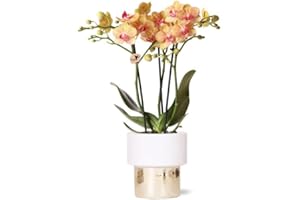 Kolibri Orchids - Orchidée phalaenopsis blanche - Jamaïque + pot Lush - Diamètre du pot : 9 cm - Hauteur : 40 cm - Plante d'intérieur à fleurs dans un pot de fleurs - Fraîcheur du producteur