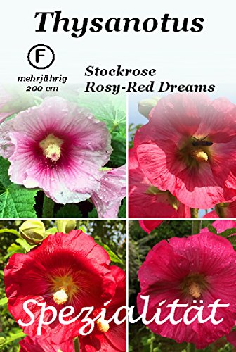 Stockrose Rosy-Red Dreams 30 Samen