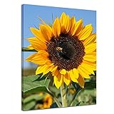 bild sonnenblumenkerne PRODUKTION: nach Auftragseingang Fertigung des Bildes, keine Massenware, sicher verpackt und schneller Versand, Handmade in Berlin, Made in Germany