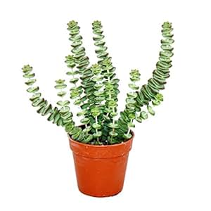 Sukkulente - Crassula Hottentot - Felsen-Dickblatt - im 8