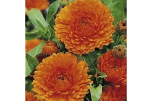 PAGANO DOMENICO E FIGLI SEMENTI DAL 1954 CALENDULA GIGANTE DOPPIA ARANCIO NR.200 SEMI
