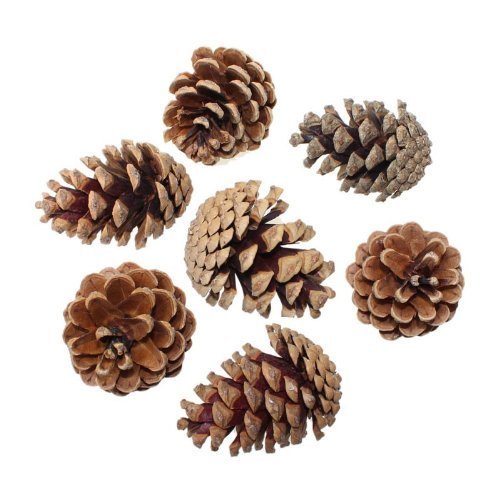 Zapfen Schwarzkiefer Tannenzapfen ca. 5-8cm, 1 Kilograms