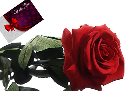 Rosen-te-amo Konservierte Rose mit Grußkarte (56 cm, Rot Inkl. Sandra Rich Solifleur-Glasvase) Vase mit Blume - 5