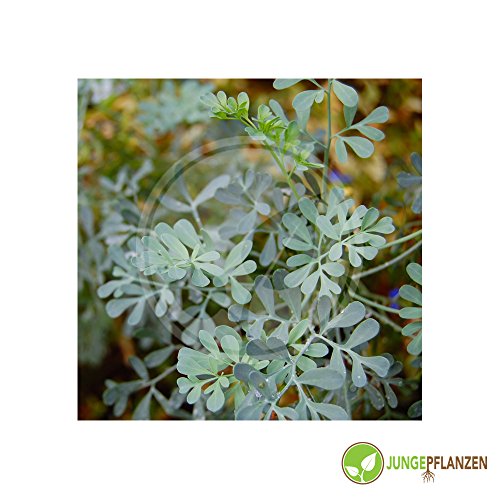 Kräutersamen - Weinraute - Ruta graveolens - Rutaceae 100 Samen